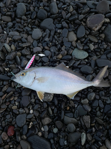 ショゴの釣果