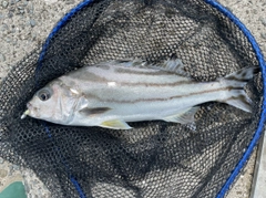 コトヒキの釣果