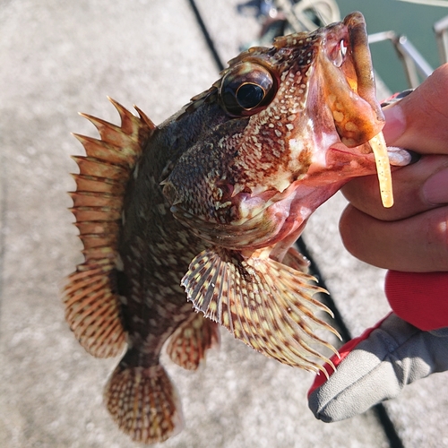 アラカブの釣果