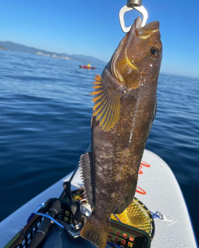 アイナメの釣果