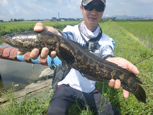 ライギョの釣果