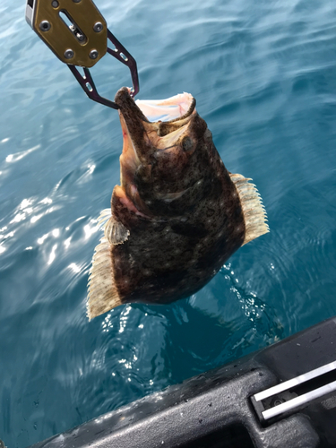 ヒラメの釣果