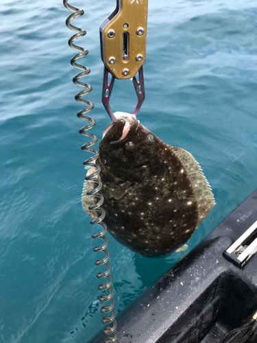 ヒラメの釣果