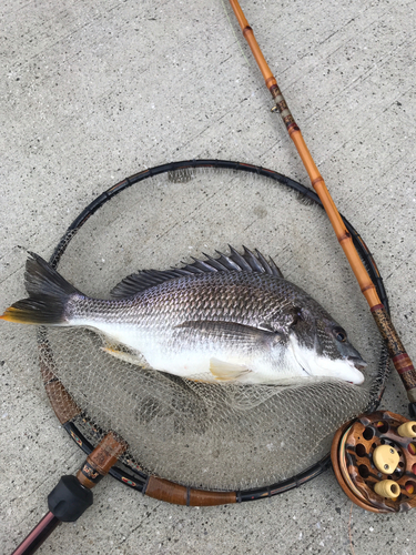 キビレの釣果