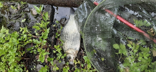 ヘラブナの釣果