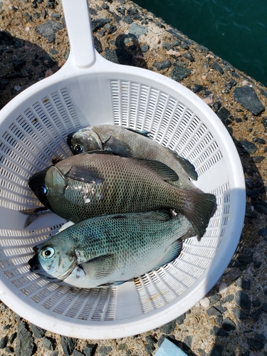 グレの釣果