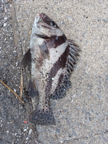 コショウダイの釣果