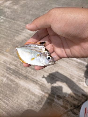 ヒイラギの釣果