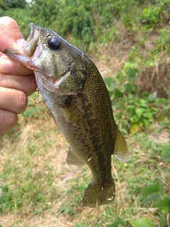 ラージマウスバスの釣果