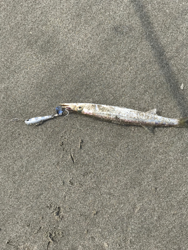 カマスの釣果