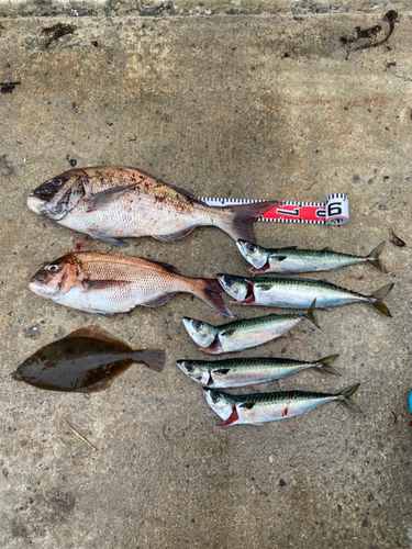 マダイの釣果