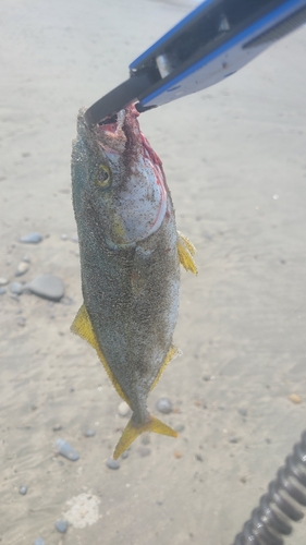 ワカシの釣果