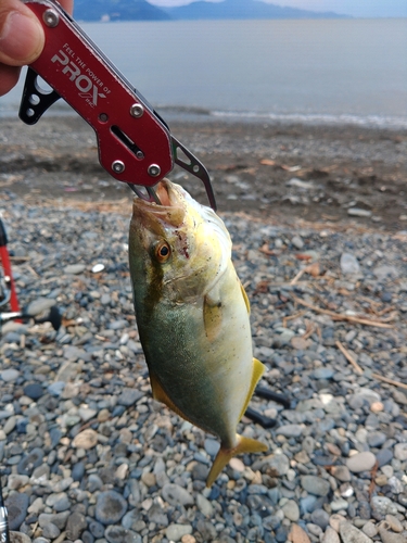 ショゴの釣果