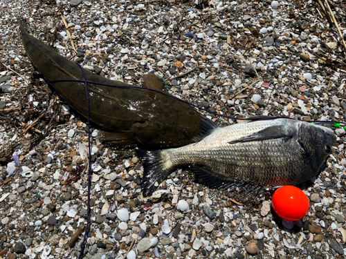 チヌの釣果