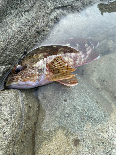 カサゴの釣果