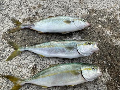 ツバスの釣果