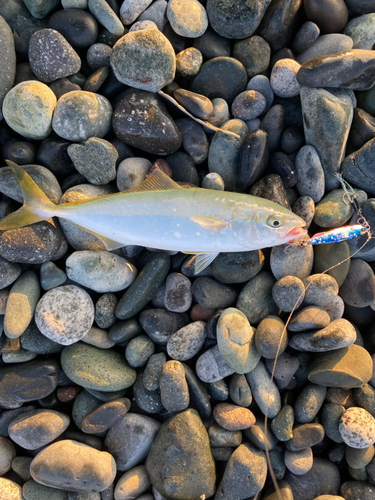 ワカシの釣果