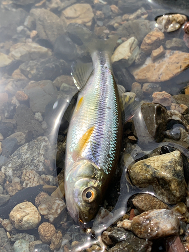 オイカワの釣果