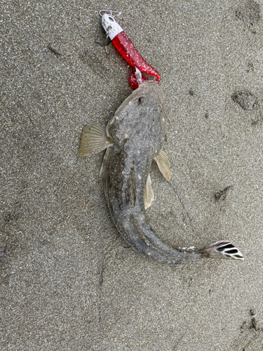 マゴチの釣果