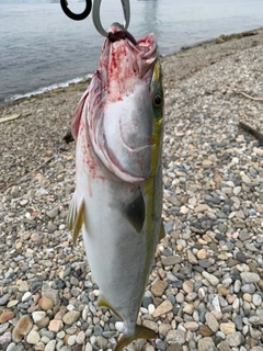 メジロの釣果