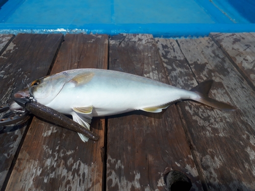 ショゴの釣果