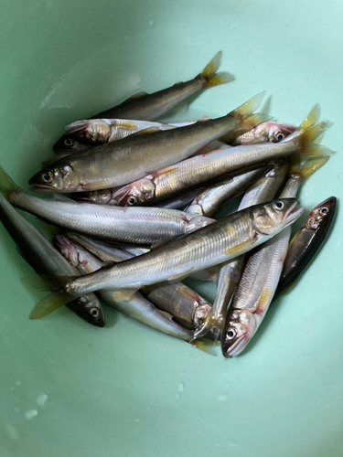 コアユの釣果