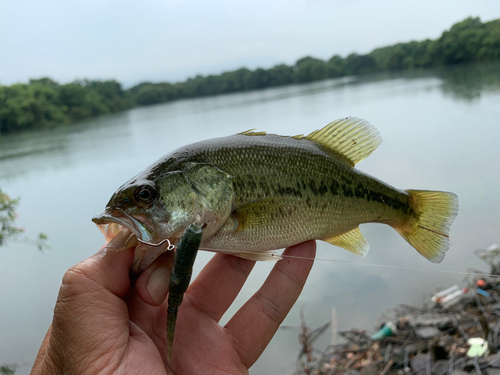 ラージマウスバスの釣果