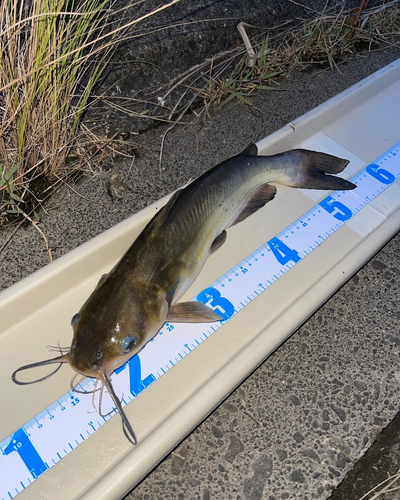 アメリカナマズの釣果