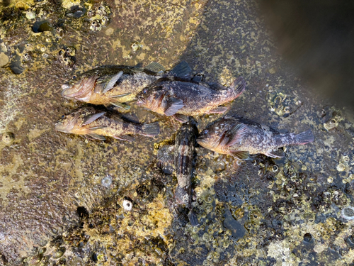 ソイの釣果