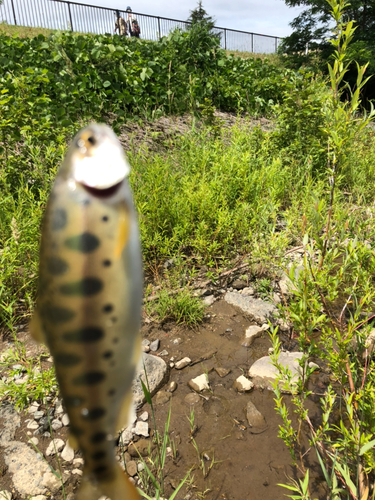 ヤマメの釣果