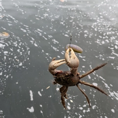 カニの釣果