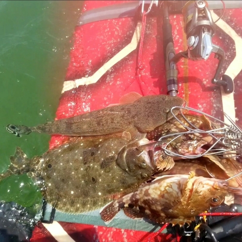 ヒラメの釣果