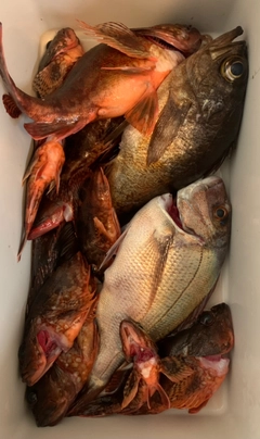 マダイの釣果