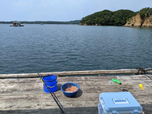 シイラの釣果