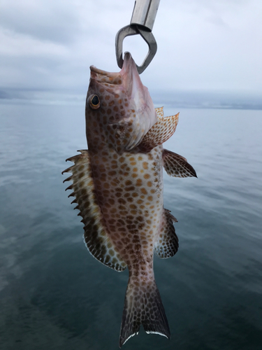 オオモンハタの釣果