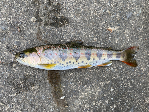 アマゴの釣果