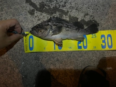 クロソイの釣果