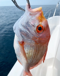 レンコダイの釣果