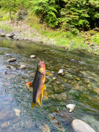 カワムツの釣果