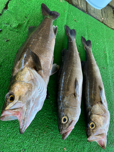 スズキの釣果