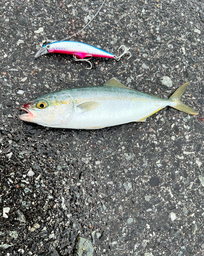 ツバスの釣果