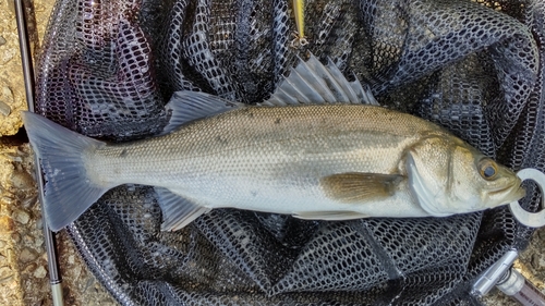 セイゴ（マルスズキ）の釣果