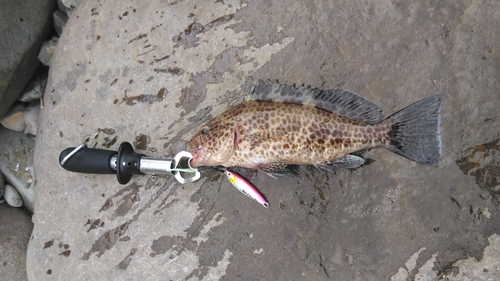 オオモンハタの釣果