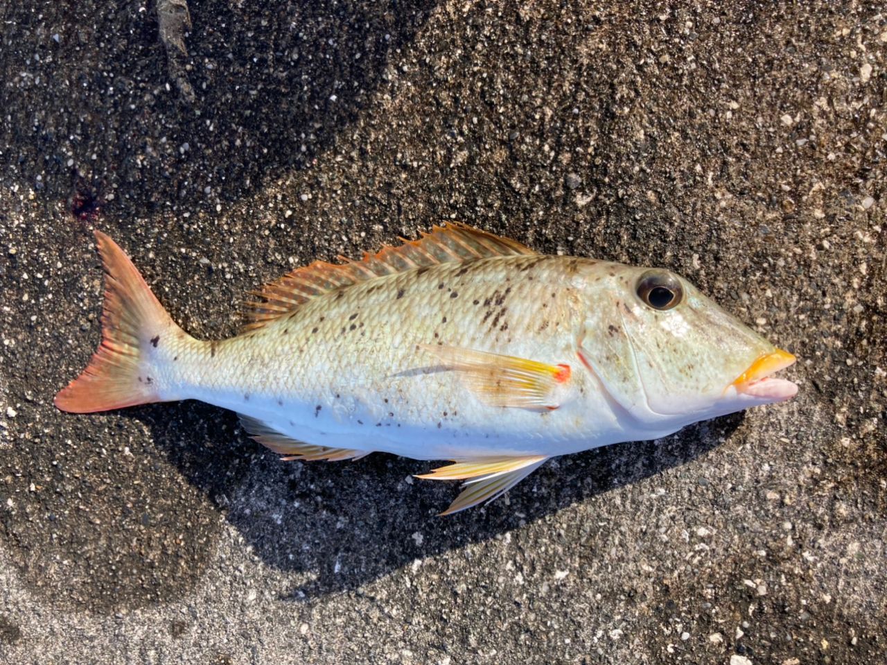 ムネアカクチビ