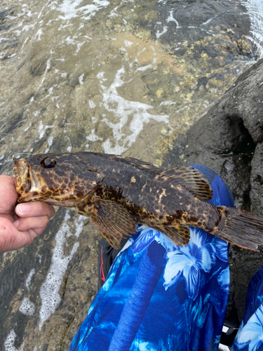 タケノコメバルの釣果