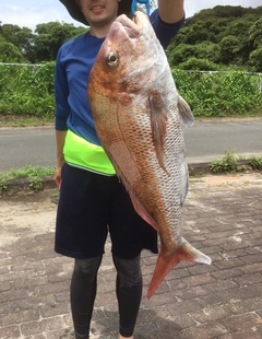 マダイの釣果