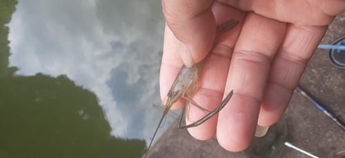 テナガエビの釣果