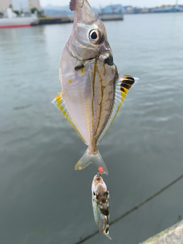 ヒイラギの釣果