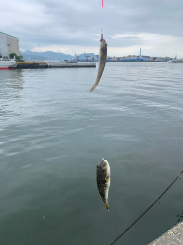 ヒイラギの釣果