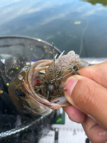 ブラックバスの釣果